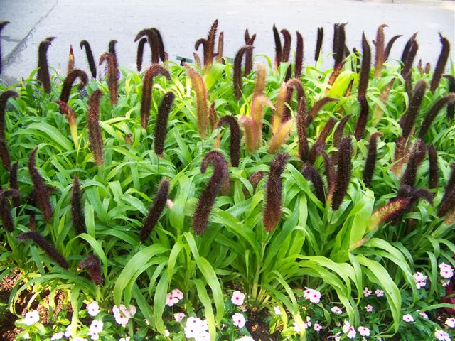 Picture of Pennisetum glaucum 'Jade Princess' Jade Princess Ornamental Millet