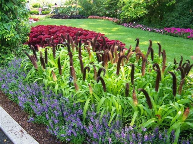 Picture of Pennisetum glaucum 'Jade Princess' Jade Princess Ornamental Millet