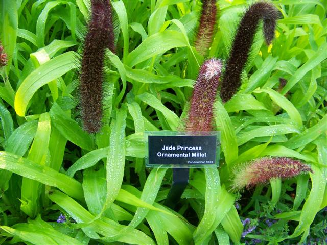 Picture of Pennisetum glaucum 'Jade Princess' Jade Princess Ornamental Millet