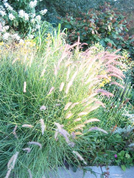 Pennisetum alopecuroides Pennisetum_alopecuroides_close_ap.JPG