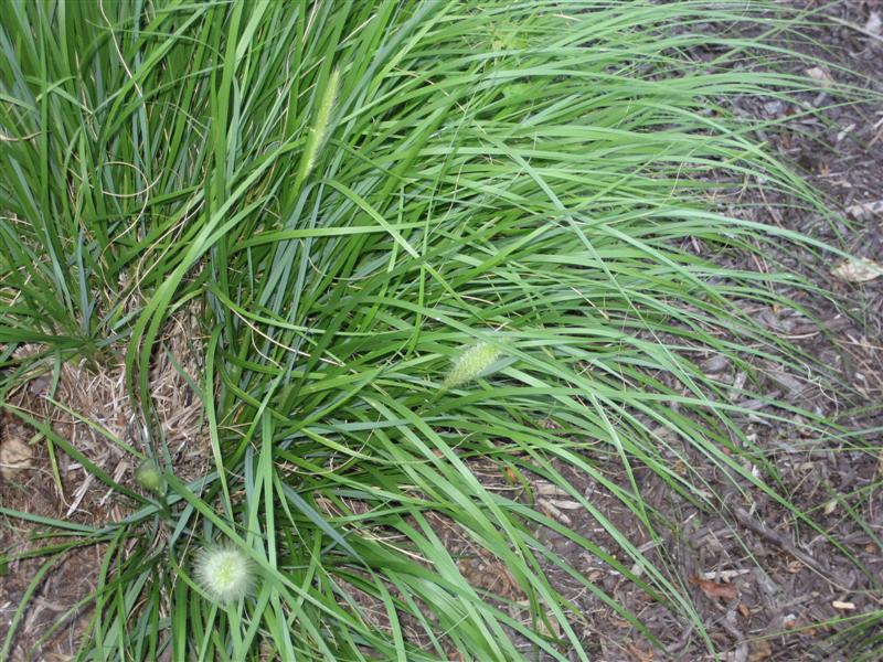 Pennisetum alopecuroides Pennisetum_alopecuroides_flower_far_ep.JPG