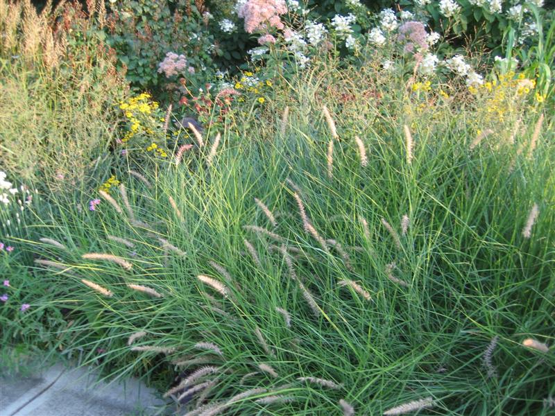 Pennisetum alopecuroides Pennisetum_alopecuroides_plant_ap.JPG