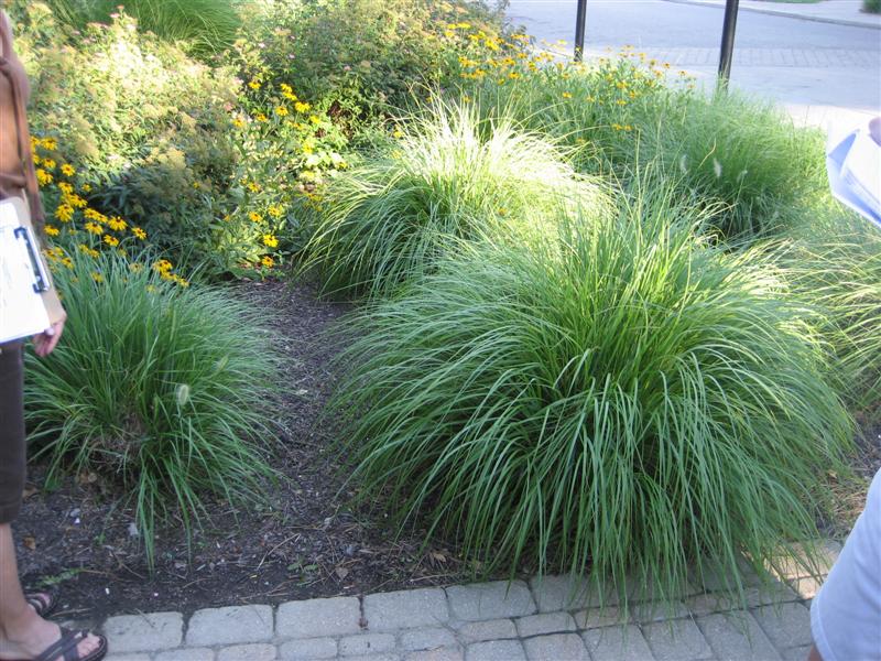 Pennisetum alopecuroides Pennisetum_alopecuroides_plants_ep.JPG