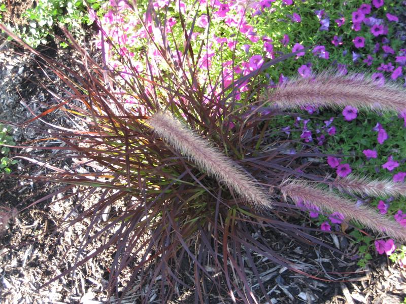 Pennisetum setaceum Pennisetum_setaceum_flower.JPG