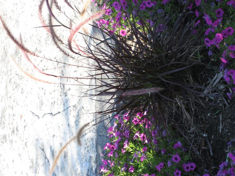 Pennisetum setaceum Pennisetum_setaceum_shade.JPG