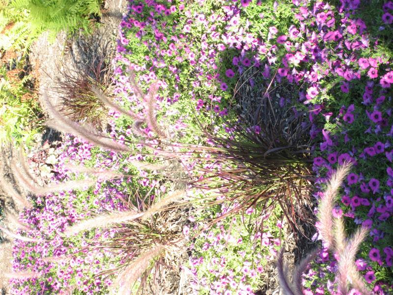 Pennisetum setaceum Pennisetum_setaceum_top.JPG