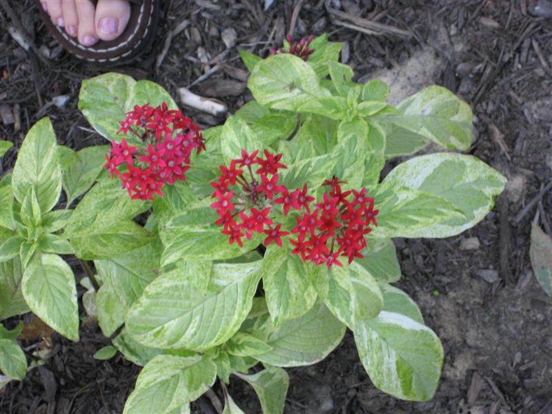 Pentas lanceolata Pentas_lanceolata_flower.JPG