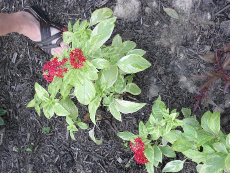 Pentas lanceolata Pentas_lanceolata_side.JPG