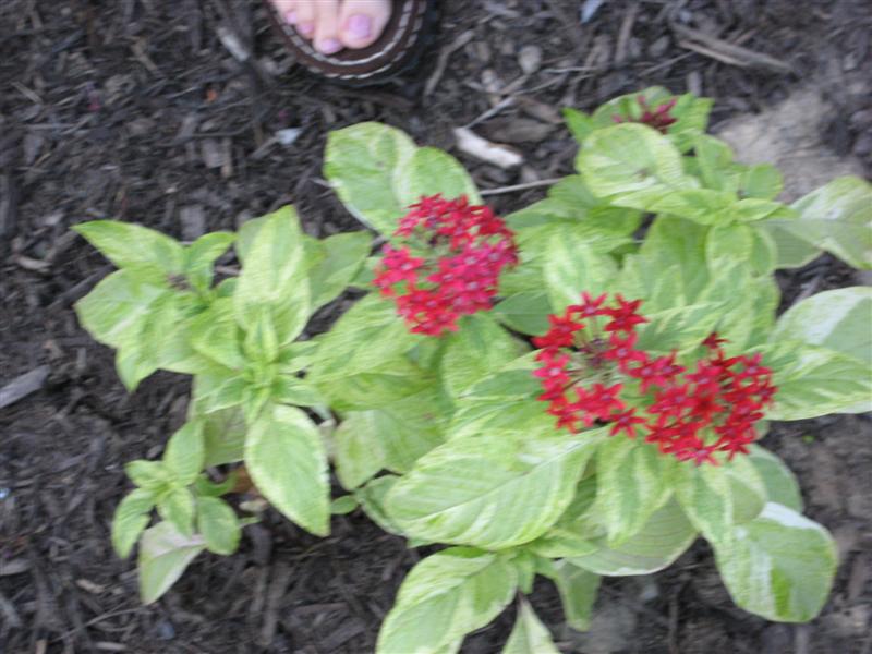 Pentas lanceolata Pentas_lanceolata_top.JPG