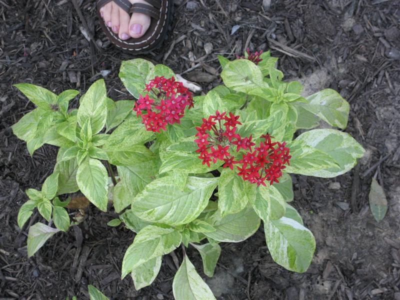 Pentas lanceolata Pentas_lanceolata_top_2.JPG