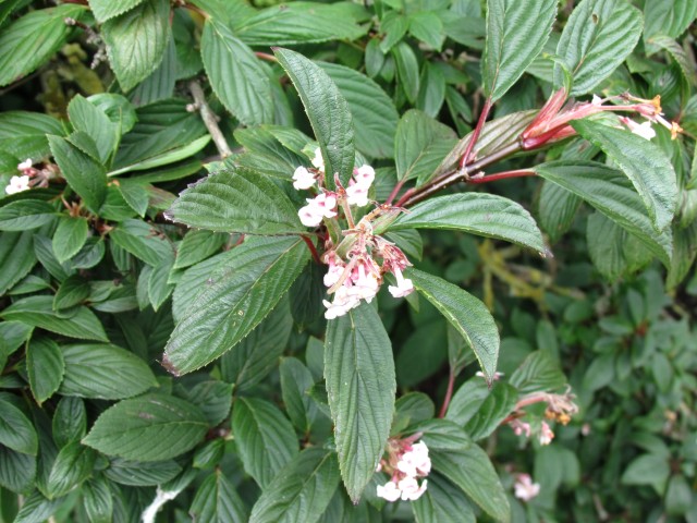 Viburnum grandiflorum PerovskiaAtriplicifoliaFlowerDetailCUBG.JPG