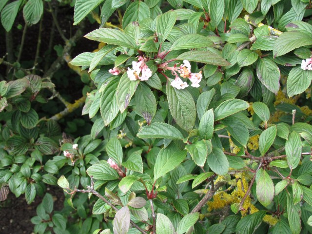 Viburnum grandiflorum PerovskiaAtriplicifoliaFullCUBGFlower.JPG