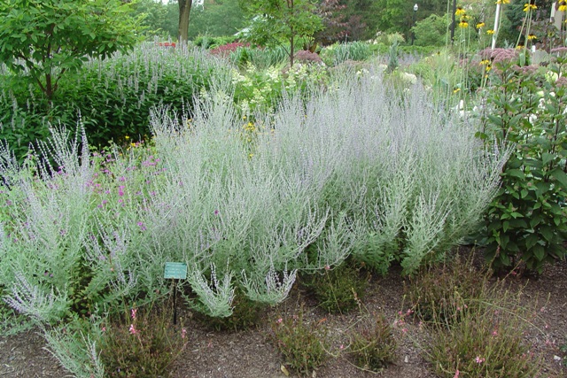 Picture of Perovskia atriplicifolia 'Little Spire' Little Spire Russian Sage