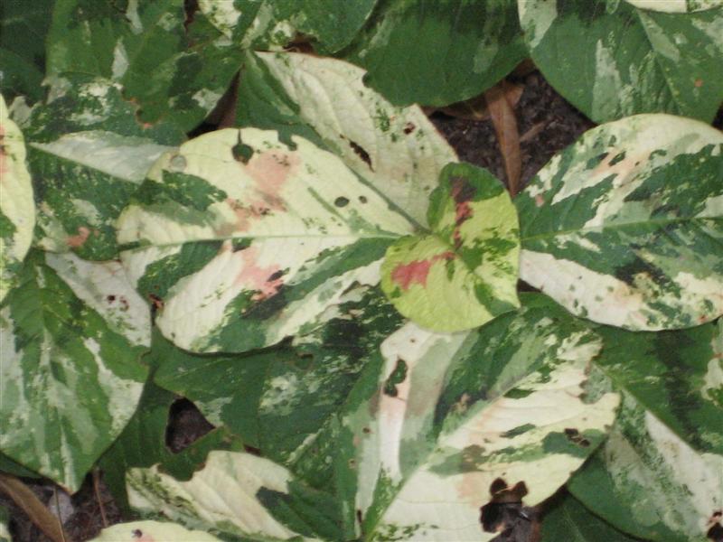 Persicaria virginiana Persicaria_leaf.JPG