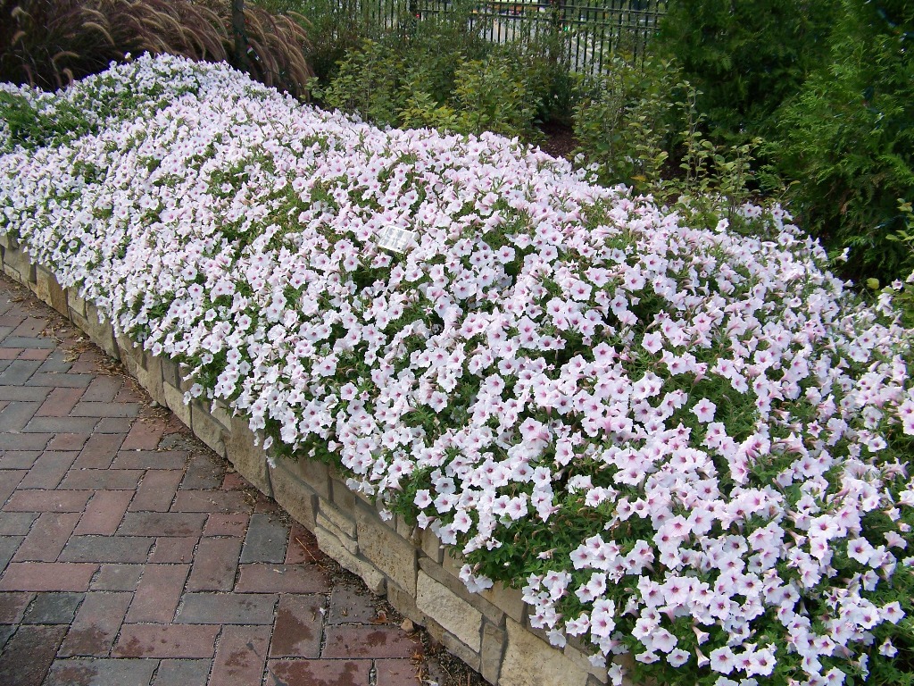 Picture of Petunia  hybrid 'Supertunia Vista Silverberry' Supertunia Vista Silverberry Petunia