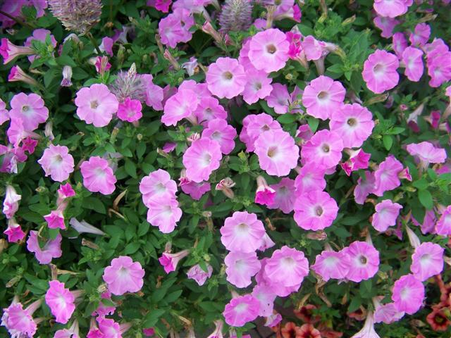 Picture of Petunia  Supertunia Pink Charm Petunia Supertunia Pink Charm