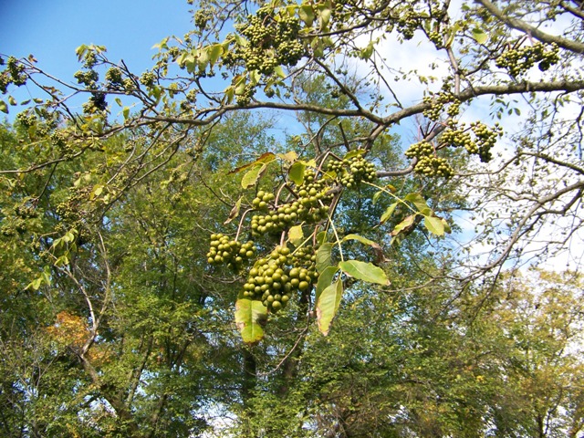 Phellodendron sachalinense Phellodendronsachalinensefruit.JPG