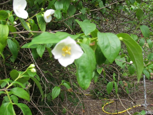 Philadelphus confusus PhiladelphusConfususKewFlower.JPG