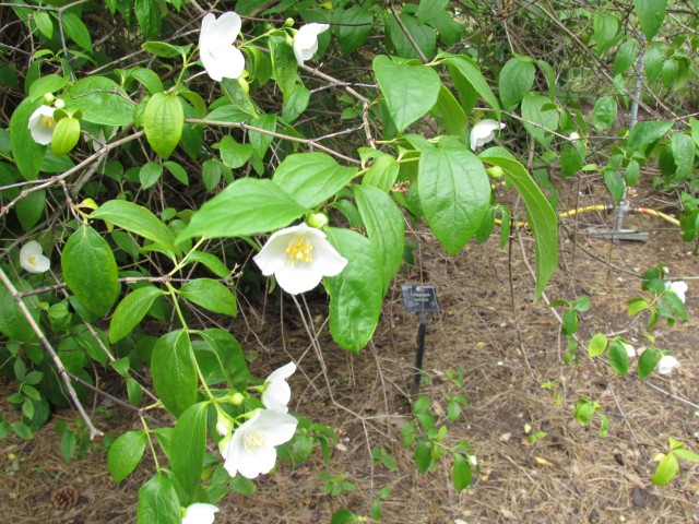 Philadelphus confusus PhiladelphusConfususKewFlowers.JPG