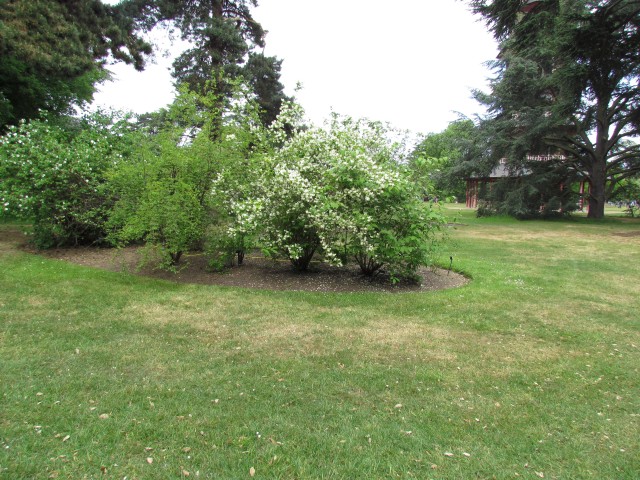 Philadelphus confusus PhiladelphusConfususKewFull2.JPG