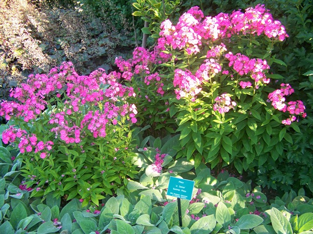 Picture of Phlox paniculata 'Junior Dance' Junior Dance Garden Phlox