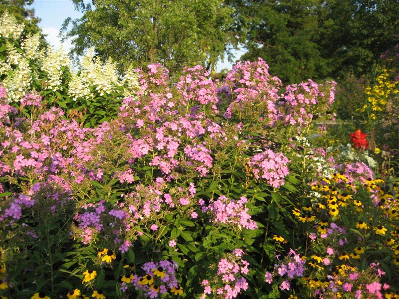 Phlox paniculata Phlox_paniculata_flower_ap.JPG