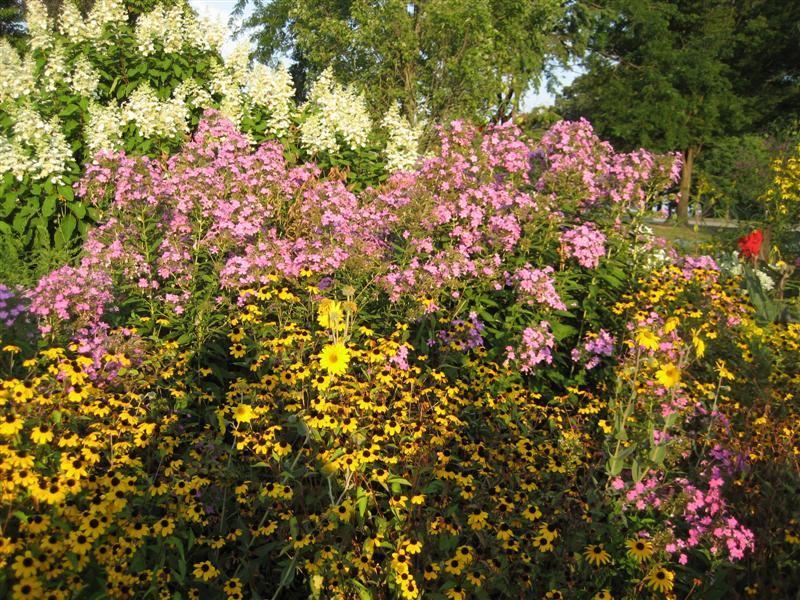 Phlox paniculata Phlox_paniculata_plant_ap.JPG