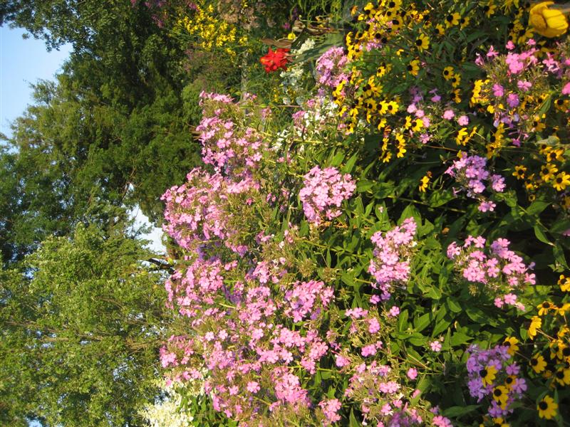 Phlox paniculata Phlox_paniculata_plant_side_ap.JPG