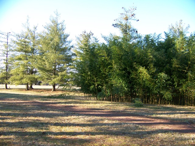 Phyllostachys aureosulcata Phyllostachysaureosulcatascreen.JPG