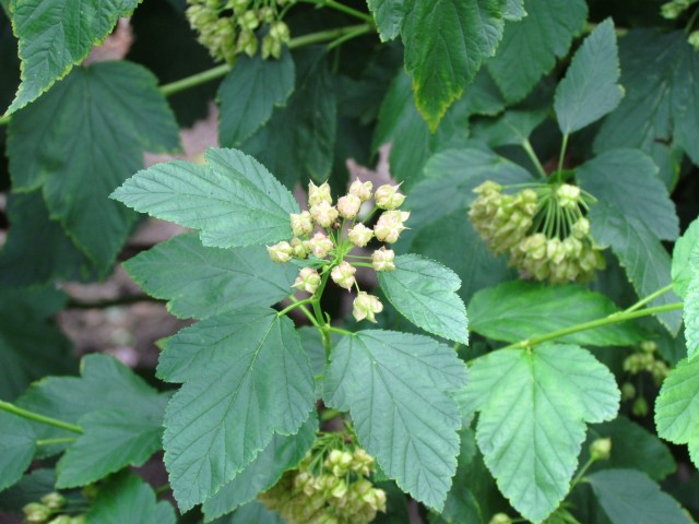 Physocarpus opulifolius PhysocarpusOpulifoliusNinebarkCUBGDetail.JPG