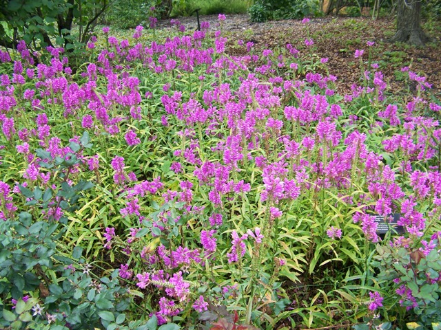 Picture of Physostegia virginiana 'Vivid' Vivid Obedient Plant