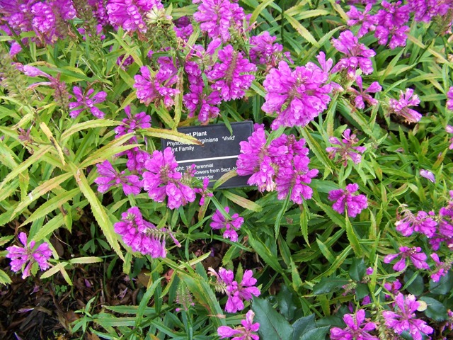 Picture of Physostegia virginiana 'Vivid' Vivid Obedient Plant