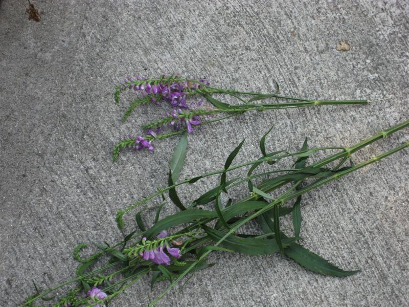 Physostegia virginiana Physostegia_virginiana.JPG