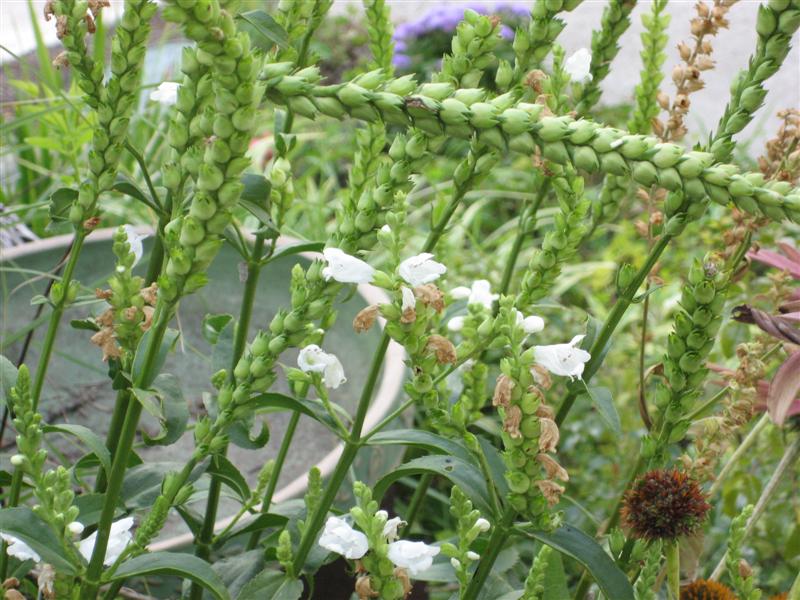 Physostegia virginiana Physostegia_virginiana_bent.JPG