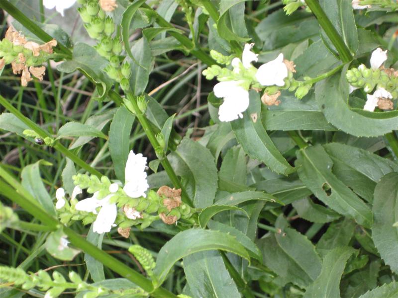 Physostegia virginiana Physostegia_virginiana_flower_bent_finish.JPG