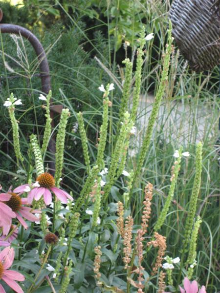 Physostegia virginiana Physostegia_virginiana_stem.JPG