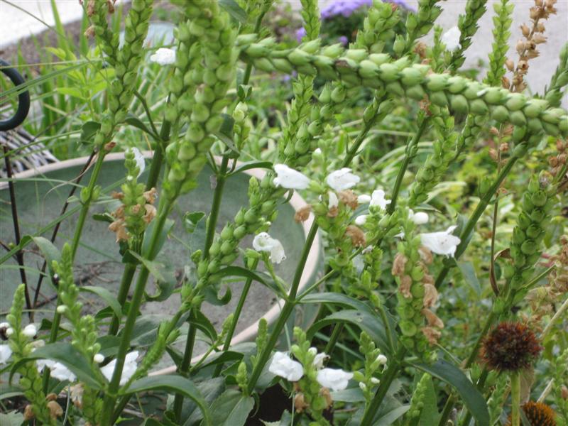 Physostegia virginiana Physostegia_virginiana_stem_close_2.JPG