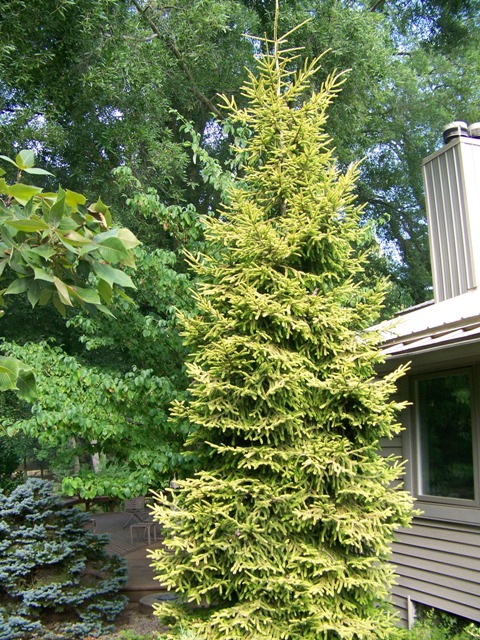Picture of Picea orientalis 'Skylands' Skylands Oriental Spruce