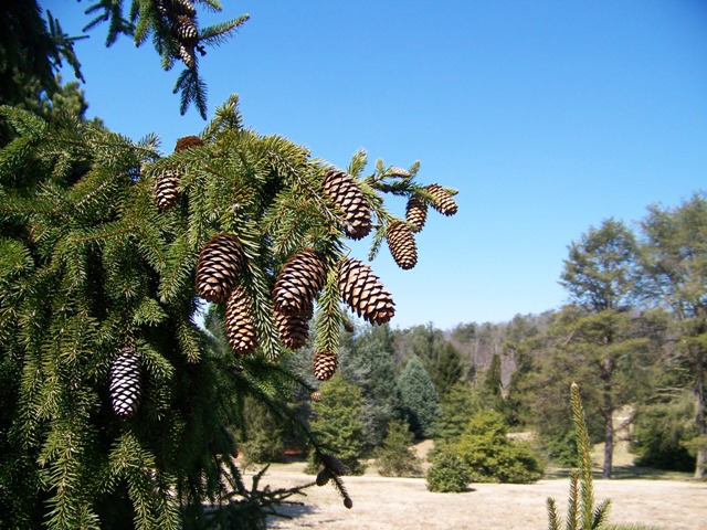 Picea abies Piceaabiesacroconacones.JPG