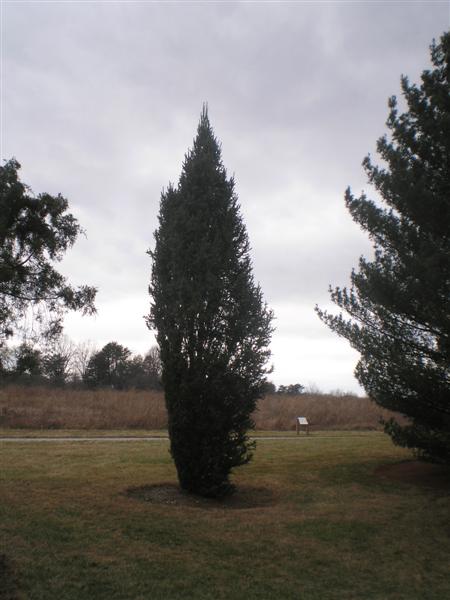 Picea abies Piceaabiescupressinabernheim.jpg