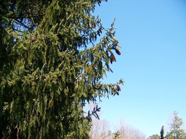 Picea abies PiceaabiesfoliageBernheim.JPG