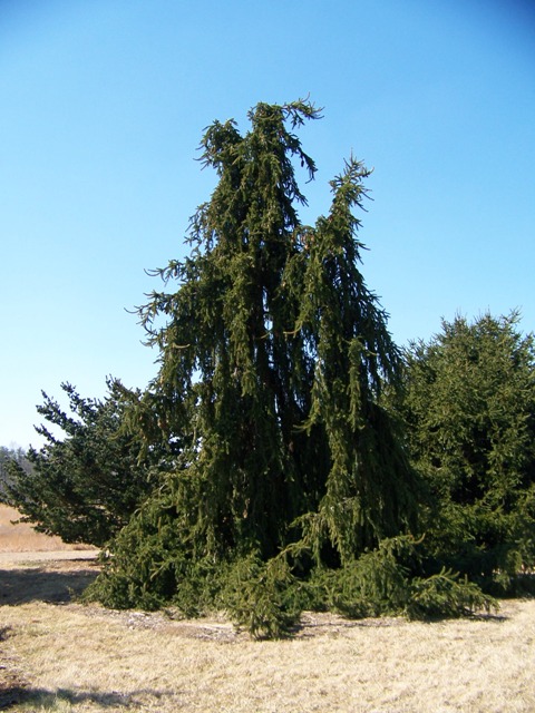 Picea abies Piceaabiesinversa.JPG