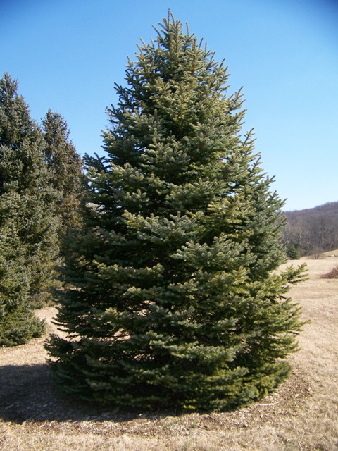 Fat+albert+spruce+tree