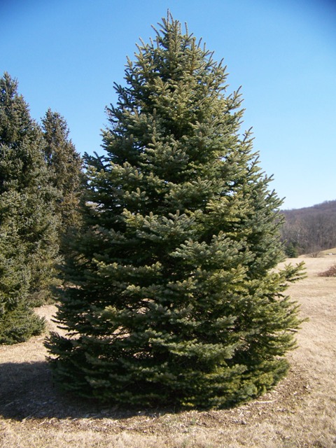 Picea pungens PiceapungensFat_Albert.JPG