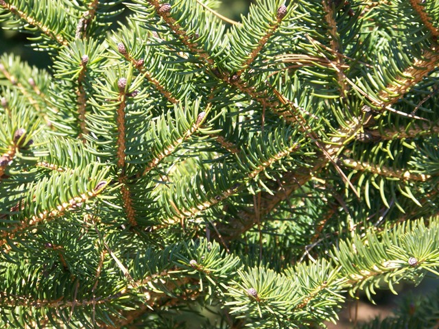 Picea torano Piceatoranofoliage.JPG