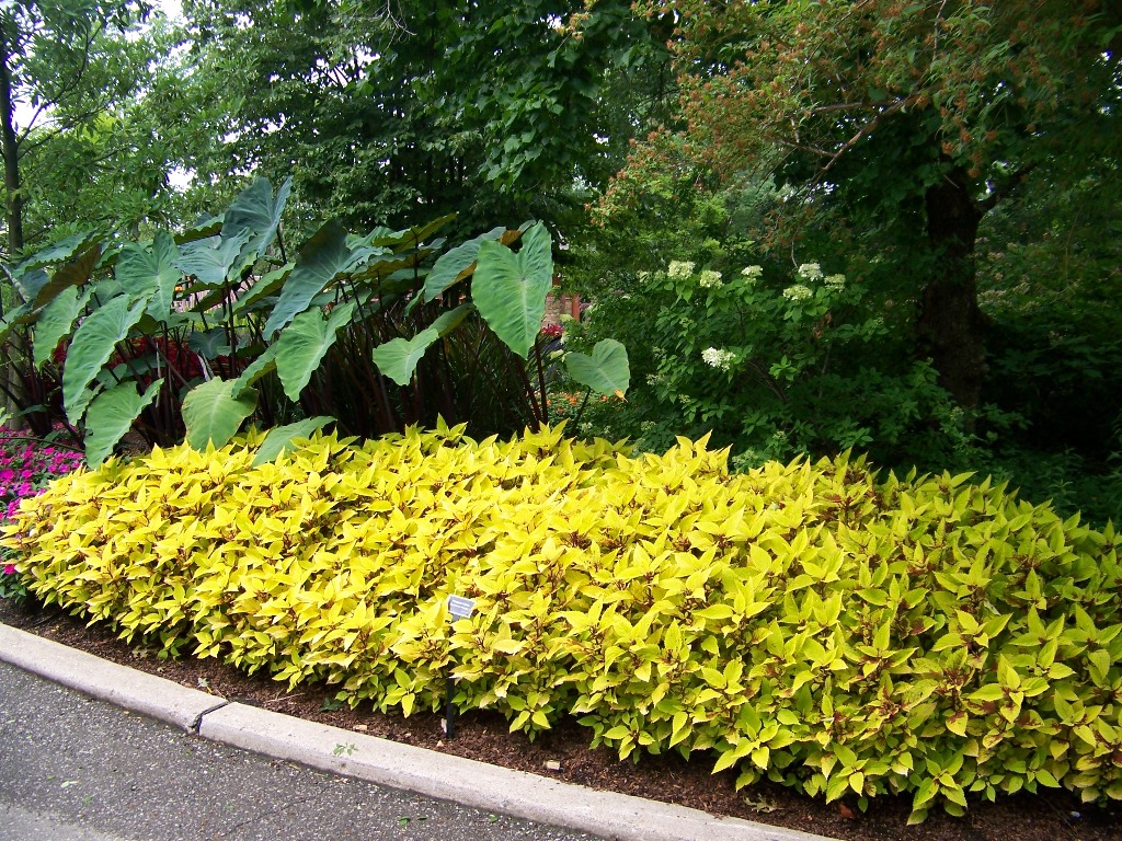 Picture of Solenostemon  scutellarioides 'Pineapple' Pineapple Coleus