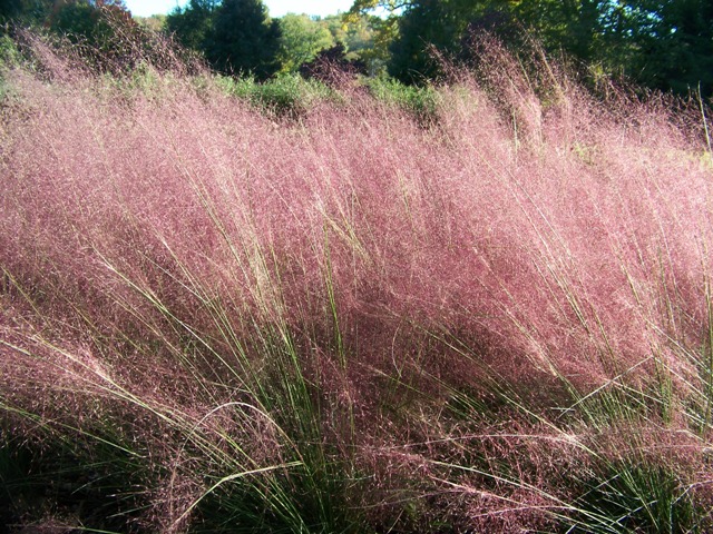 Picture of Muhlenbergia%20capillaris%20%20Pink%20Muhly%20Grass