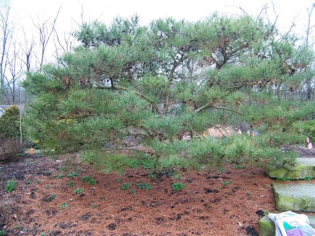 Picture of Pinus densiflora 'Umbraculifera' Tanyosho Pine