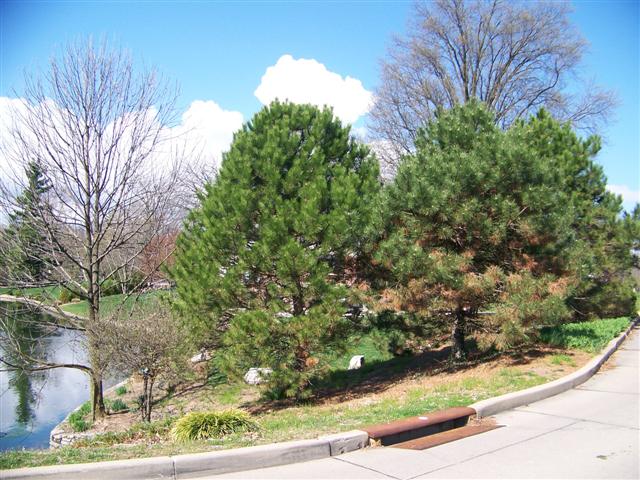 Picture of Pinus nigra  Austrian Pine