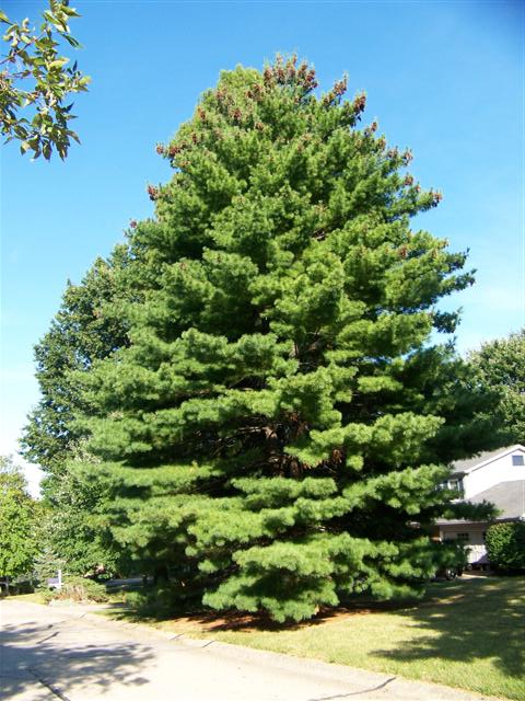 Pinus strobus Pinus.stobus.Lakeside.Park.JPG